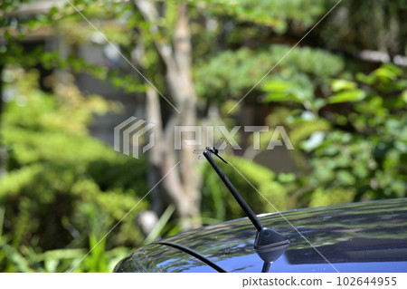 dragonfly insect 102644955