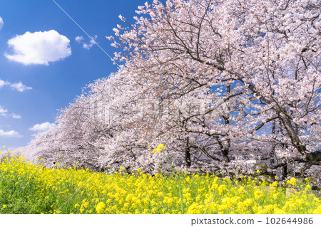 《Saitama Prefecture》Kumagaya Sakura Tsutsumi・Cherry blossoms and rape blossoms in full bloom 102644986