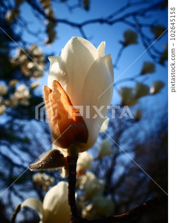 Haku Mokren 102645158