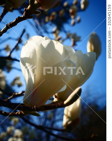 Haku Mokren 102645159