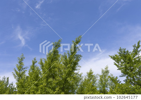 A refreshing, clear blue sky and lush, vibrant green trees – a natural landscape photo capturing the liberating feeling of early summer. A refreshing, clear blue sky and lush, vibrant green trees – a natural landscape photo capturing the liberating feeling of early summer. 102645177