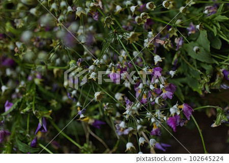 Spring flowers blooming in the flower bed 102645224