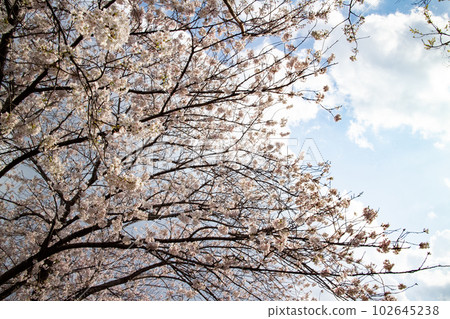 Cherry blossoms in full bloom shining in the blue sky Cherry blossoms in full bloom shining in the blue sky 102645238