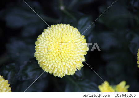 Yellow chrysanthemum flower 102645269