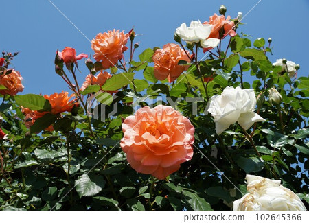 Ibaraki Flower Park in early summer, scenery of spring roses blooming 102645366