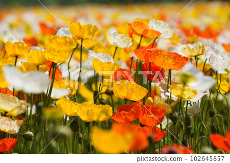 冰島罌粟1183 102645857