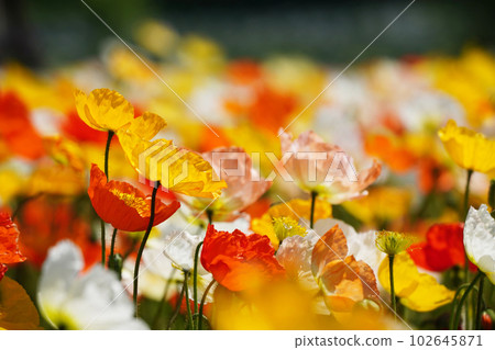 冰島罌粟1191 102645871