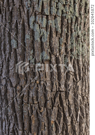 不均勻和粗糙的樹紋理 102645872