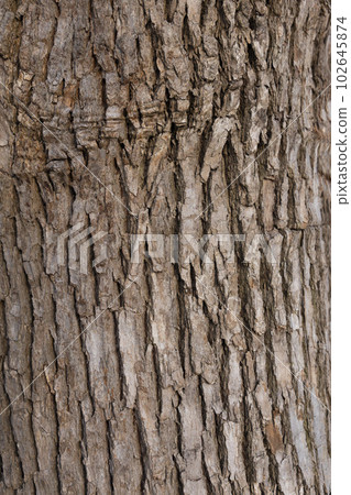Rough, textured tree material with uneven surface | Suitable for nature, wood grain, and web background designs Rough, textured tree material with uneven surface | Suitable for nature, wood grain, and web background designs 102645874