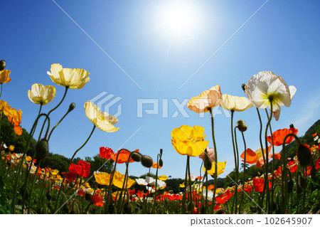 Iceland Poppy 1497 Iceland Poppy 1497 102645907