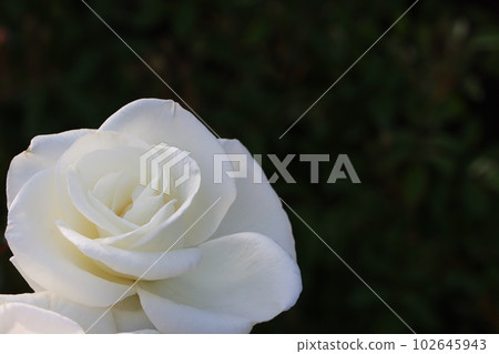 《Hiratsuka City, Kana Garden》Rose flower 102645943