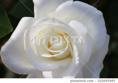 《Hiratsuka City, Kana Garden》Rose flower 《Hiratsuka City, Kana Garden》Rose flower 102645945