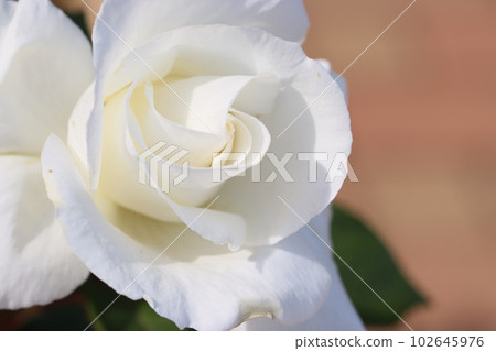 《Hiratsuka City, Kana Garden》Rose flower 102645976