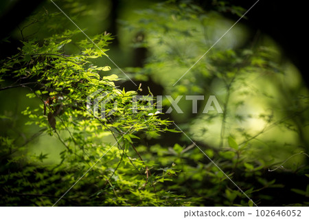 初夏清新的綠色風景與美麗的藍色秋葉 初夏清新的綠色風景與美麗的藍色秋葉 102646052