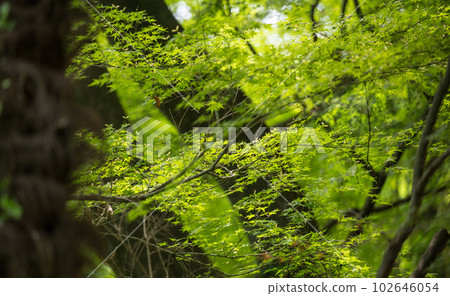 初夏清新的綠色風景與美麗的藍色秋葉 初夏清新的綠色風景與美麗的藍色秋葉 102646054
