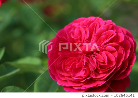 《平塚市假名園》薔薇花 《平塚市假名園》薔薇花 102646141