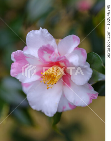 Flowering camellia 102646249