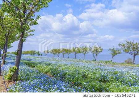 Osaka Maishima Seaside Park Nemophila Festival Osaka Maishima Seaside Park Nemophila Festival 102646271