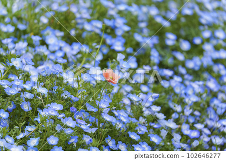 Osaka Maishima Seaside Park Nemophila Festival 102646277