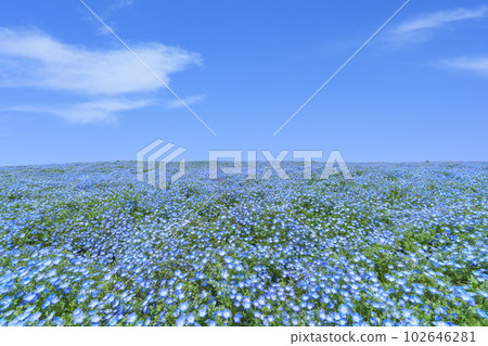 Osaka Maishima Seaside Park Nemophila Festival 102646281
