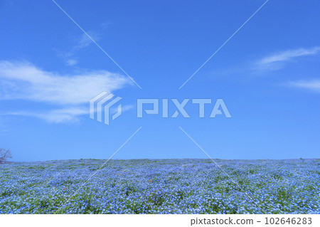 Osaka Maishima Seaside Park Nemophila Festival 102646283