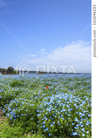 大阪Maishima海濱公園Nemophila節 大阪Maishima海濱公園Nemophila節 102646285