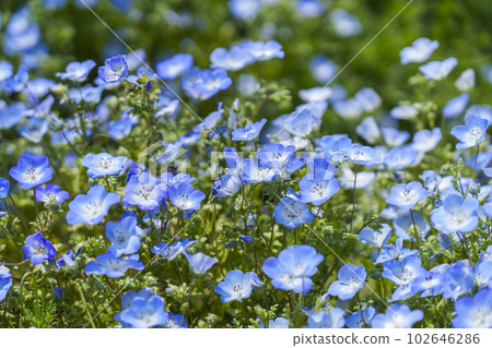 Osaka Maishima Seaside Park Nemophila Festival 102646286