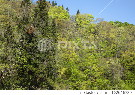 福島縣只見町春天的森林五顏六色美麗 福島縣只見町春天的森林五顏六色美麗 102646729