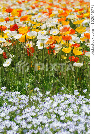 Iceland Poppy 1623 102646772