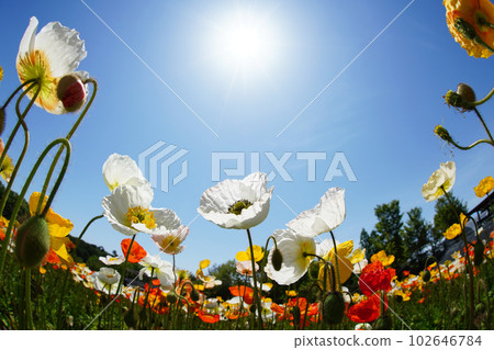 Iceland Poppy 1343 Iceland Poppy 1343 102646784