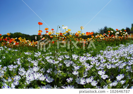 Iceland Poppy 1632 Iceland Poppy 1632 102646787
