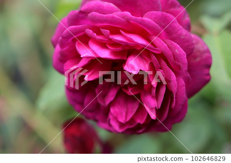 《平塚市假名園》薔薇花 102646829