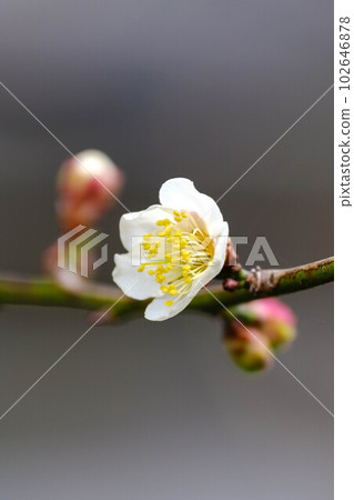 At Bairinji Plum Garden At Bairinji Plum Garden 102646878