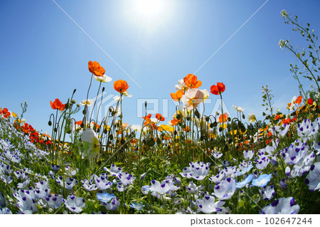 Iceland Poppy 1285 Iceland Poppy 1285 102647244