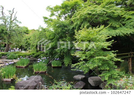 美麗的日本庭園 美麗的日本庭園 102647247