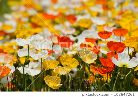 Iceland Poppy 1570 102647261