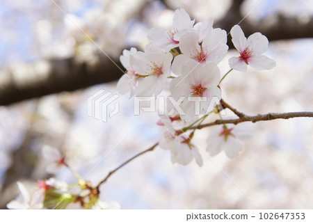 Cherry blossoms in full bloom, Yoshino cherry tree Cherry blossoms in full bloom, Yoshino cherry tree 102647353