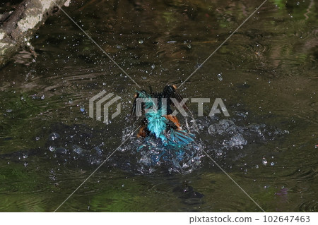 Kingfisher flying from the surface Water droplets Kingfisher flying from the surface Water droplets 102647463