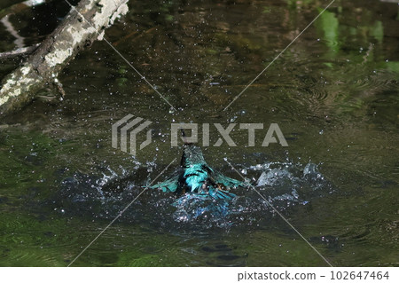 Kingfisher flying from the surface Water droplets Kingfisher flying from the surface Water droplets 102647464