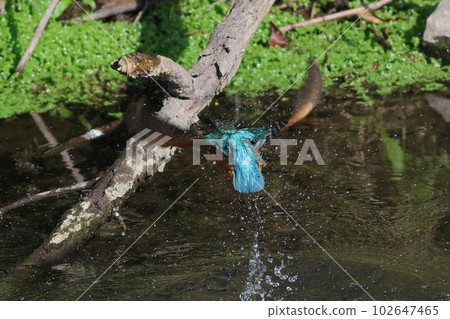 Kingfisher flying from the surface Water droplets 102647465