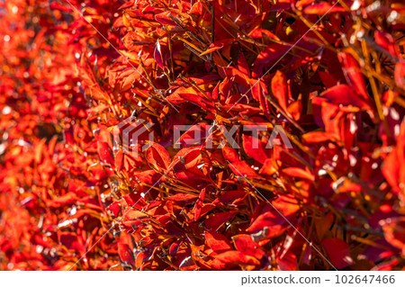 Strong sunlight and red hedges in late autumn 102647466