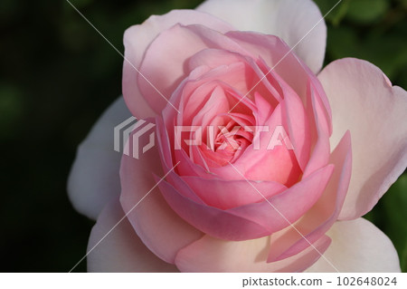 《Hiratsuka City, Kana Garden》Rose flower 《Hiratsuka City, Kana Garden》Rose flower 102648024