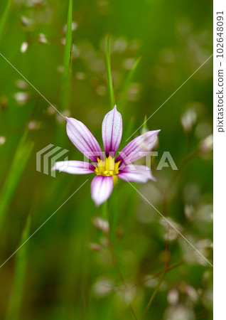 庭園石菖蒲 (Niwazekisho) 庭園石菖蒲 (Niwazekisho) 102648091