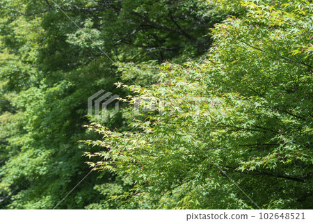 Fresh green maple and Ruriko-in Ruri-no-niwa, Kyoto City, Kyoto Prefecture 102648521
