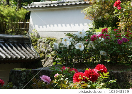 牡丹長谷寺（奈良縣） 102648559