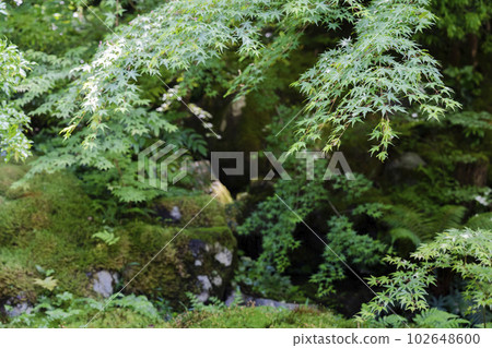 Fresh green maple and Ruriko-in Garyu-no-niwa, Kyoto City, Kyoto Prefecture Fresh green maple and Ruriko-in Garyu-no-niwa, Kyoto City, Kyoto Prefecture 102648600