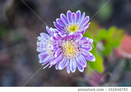 可愛的小花 102648785