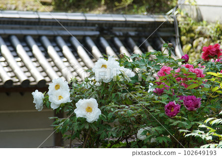 奈良縣牡丹牡丹長谷寺 102649193