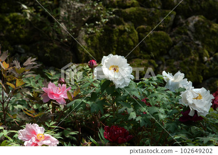 Botan Botan Hasedera, Nara Prefecture 102649202