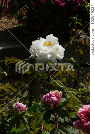 Botan Botan Hasedera, Nara Prefecture 102649224